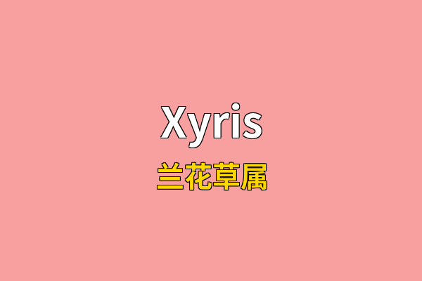 Xyris英文名