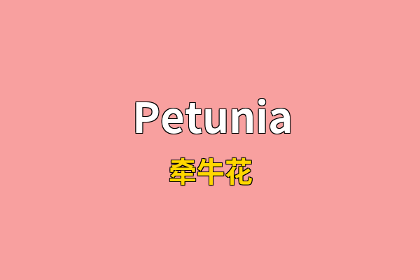 Petunia英文名
