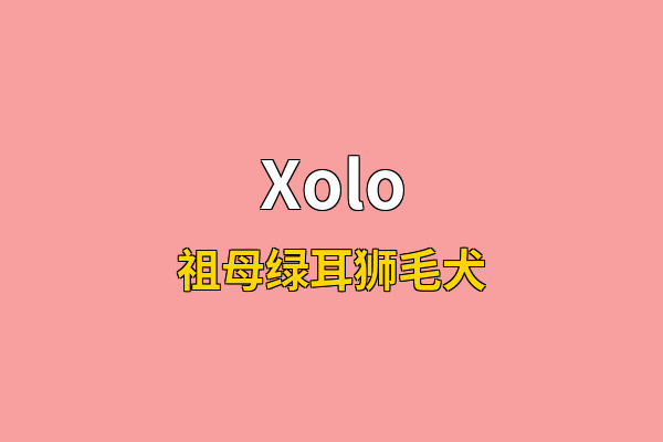 Xolo英文名