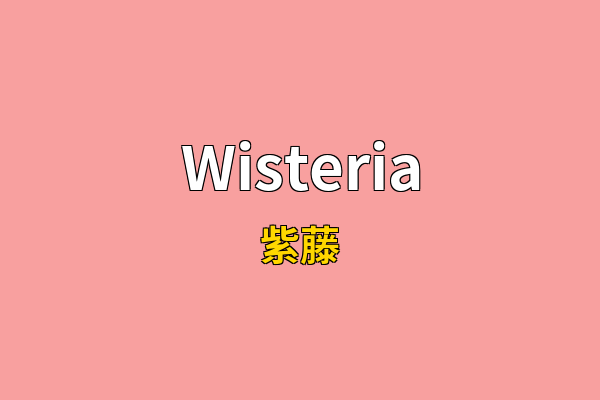 Wisteria英文名