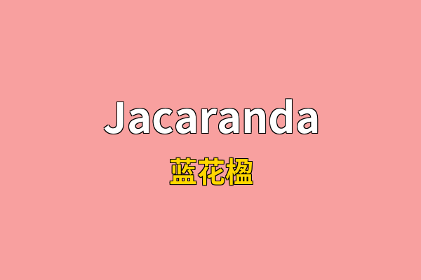Jacaranda英文名