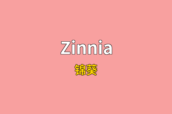 Zinnia英文名