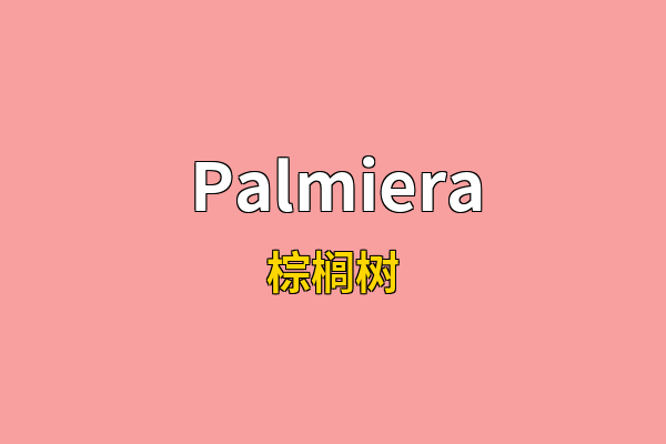 Palmiera英文名