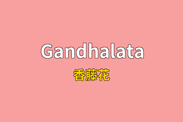 Gandhalata英文名
