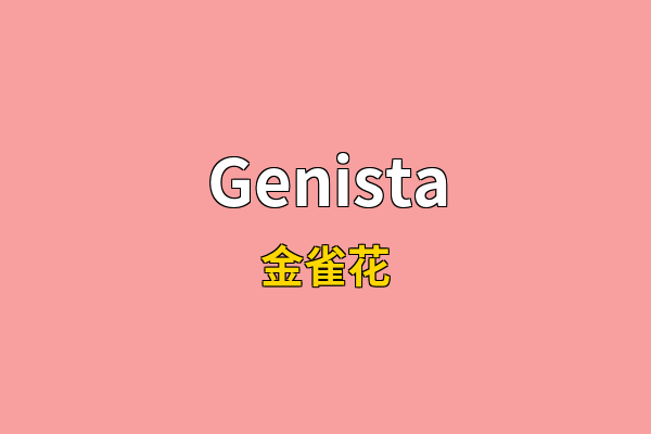 Genista英文名