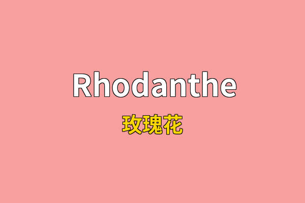 Rhodanthe英文名