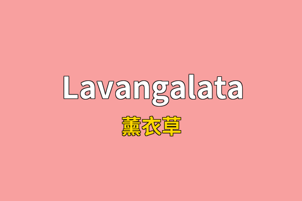 Lavangalata英文名
