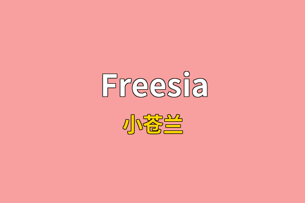 Freesia英文名