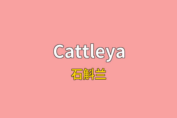 Cattleya英文名
