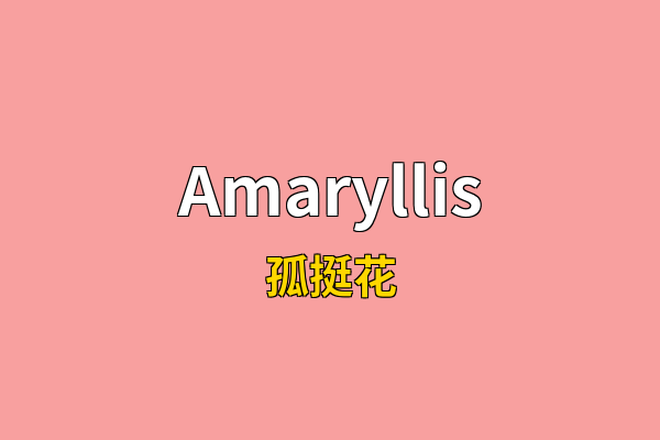 Amaryllis英文名