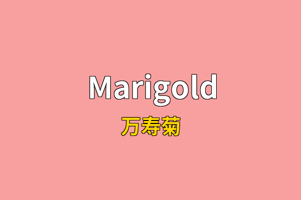 Marigold英文名