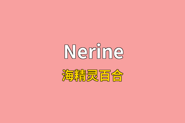 Nerine英文名