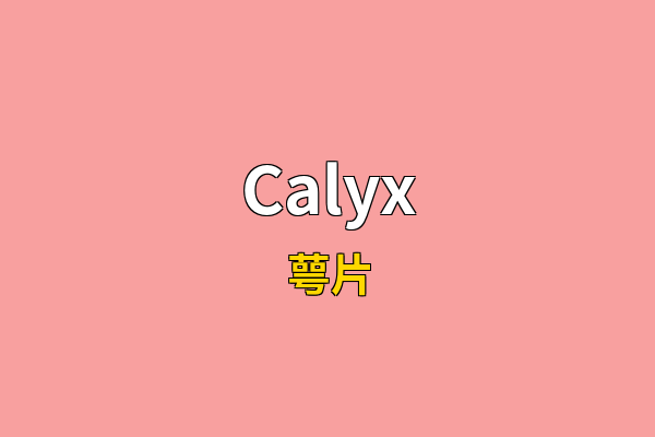 Calyx英文名