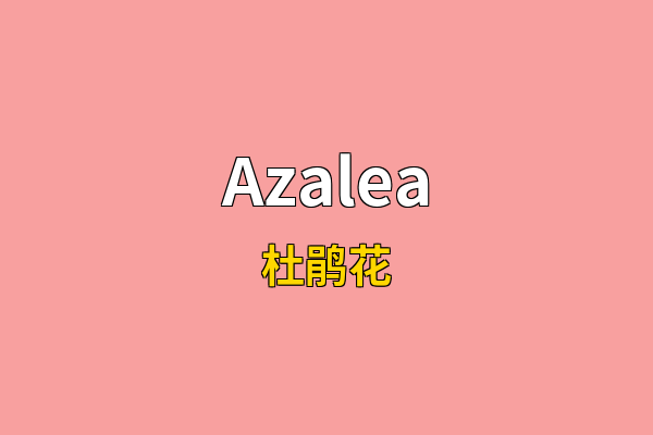 Azalea英文名